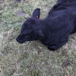 Meet your Posher, Ian